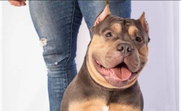 MUERE PERRITO POR VIAJAR EN ÁREA DE EQUIPAJE DE AVIÓN; DUEÑA PIDE JUSTICIA PARA “HOMERO”