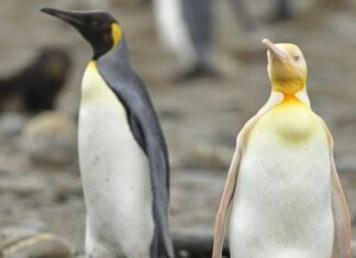 CAPTAN POR PRIMERA VEZ A UN INUSUAL PINGÜINO AMARILLO