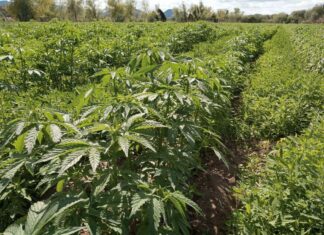 DESTRUYE SEDENA PLANTÍO DE MARIGUANA EN MUNICIPIO DE ALAMOS