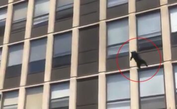 GATITO SALTA DESDE EL QUINTO PISO DE UN EDIFICIO EN LLAMAS… ¡Y CAE DE PIE!; INCREÍBLE VIDEO SE HACE VIRAL
