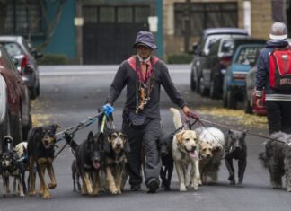 PVEM PIDE LEGISLAR CONTRA LA CRIANZA IRREGULAR DE PERROS Y GATOS