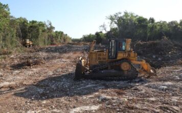 “SI NOS TENEMOS QUE PONER FRENTE A LAS MÁQUINAS, LO HAREMOS”, ASEGURA AMBIENTALISTA SOBRE TREN MAYA
