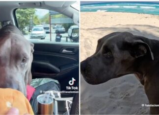 Perrita pasa su último día en la playa y comiendo hamburguesas tras ser rescatada del abandono