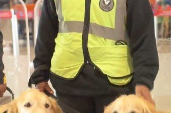 SE JUBILAN PERRITOS DE AEROPUERTO